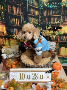 仙台ペット宿R with dogご宿泊わんちゃんのご紹介