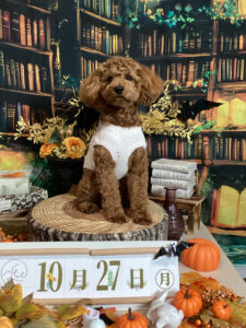 仙台ペット宿R with dogご宿泊わんちゃんのご紹介