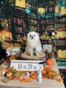 仙台ペット宿R with dogご宿泊わんちゃんのご紹介