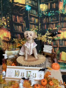 仙台ペット宿R with dogご宿泊わんちゃんのご紹介