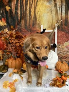 仙台ペット宿R with dogご宿泊わんちゃんのご紹介