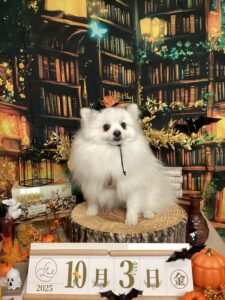 仙台ペット宿R with dogご宿泊頂きましたわんちゃんのご紹介