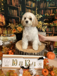 仙台ペット宿R with dogご宿泊わんちゃんのご紹介