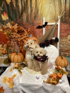 仙台ペット宿R with dogご宿泊わんちゃんのご紹介