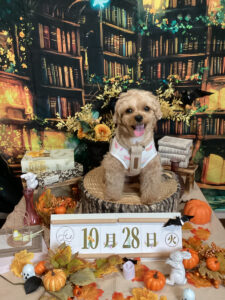 仙台ペット宿R with dogご宿泊わんちゃんのご紹介