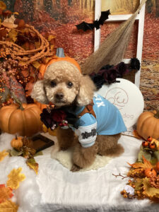 仙台ペット宿R with dogご宿泊わんちゃんのご紹介