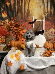 仙台ペット宿R with dogご宿泊わんちゃんのご紹介