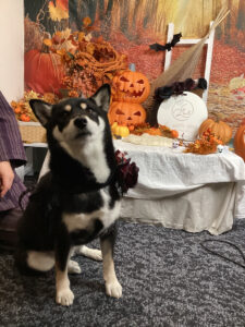 仙台ペット宿R with dogご宿泊わんちゃんのご紹介