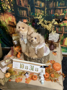 仙台ペット宿R with dogご宿泊わんちゃんのご紹介