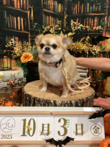 仙台ペット宿R with dogご宿泊頂きましたわんちゃんのご紹介