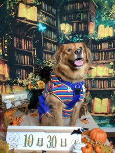 仙台ペット宿R with dogご宿泊わんちゃんのご紹介