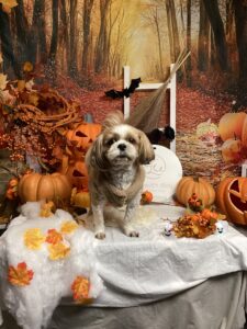 仙台ペット宿R with dogご宿泊わんちゃんのご紹介