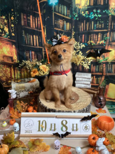 仙台ペット宿R with dogご宿泊わんちゃんのご紹介