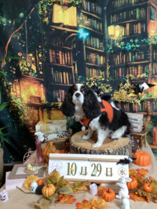 仙台ペット宿R with dogご宿泊わんちゃんのご紹介