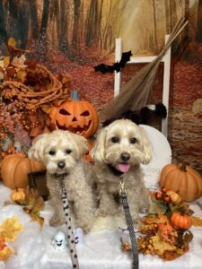 仙台ペット宿R with dogご宿泊頂きましたわんちゃんのご紹介