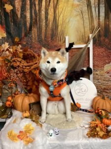 仙台ペット宿R with dogご宿泊頂きましたわんちゃんのご紹介