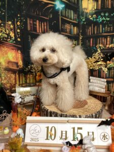 仙台ペット宿R with dog ご宿泊わんちゃんのご紹介