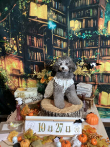 仙台ペット宿R with dogご宿泊わんちゃんのご紹介