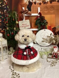 仙台ペット宿R with dogご宿泊頂きましたわんちゃんのご紹介