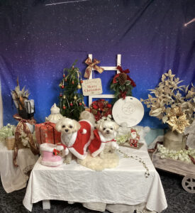 仙台ペット宿R with dogご宿泊わんちゃんのご紹介