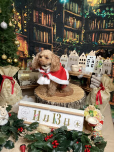 仙台ペット宿R with dogご宿泊わんちゃんのご紹介