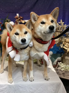 仙台ペット宿R with dog ご宿泊わんちゃんのご紹介