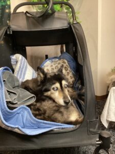 仙台ペット宿R with dogご宿泊頂きましたわんちゃんのご紹介