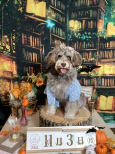 仙台ペット宿R with dogご宿泊頂きましたわんちゃんのご紹介