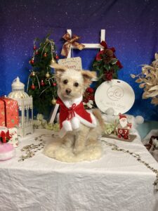 仙台ペット宿R with dogご宿泊わんちゃんのご紹介