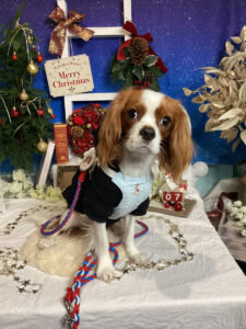 仙台ペット宿R with dogご宿泊わんちゃんのご紹介