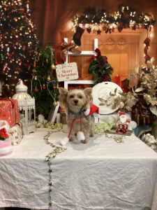 仙台ペット宿R with dogご宿泊わんちゃんのご紹介