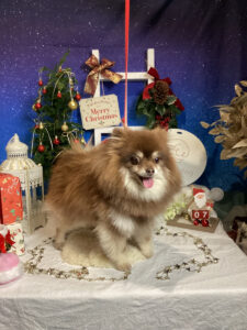 仙台ペット宿R with dogご宿泊わんちゃんのご紹介