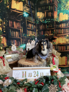 仙台ペット宿R with dogご宿泊わんちゃんのご紹介