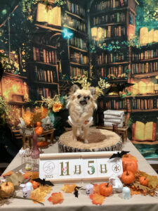 仙台ペット宿R with dogご宿泊わんちゃんのご紹介