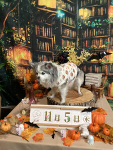 仙台ペット宿R with dogご宿泊わんちゃんのご紹介