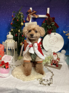 仙台ペット宿R with dogご宿泊わんちゃんのご紹介