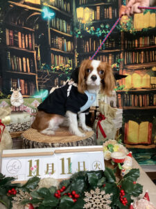 仙台ペット宿R with dogご宿泊わんちゃんのご紹介