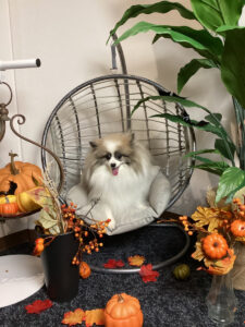 仙台ペット宿R with dogご宿泊わんちゃんのご紹介