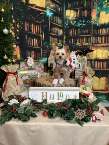 仙台ペット宿R with dogご宿泊わんちゃんのご紹介