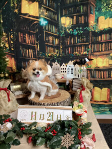 仙台ペット宿R with dogご宿泊わんちゃんのご紹介