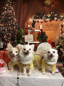 仙台ペット宿R with dogご宿泊頂きましたわんちゃんのご紹介