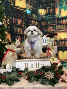 仙台ペット宿R with dogご宿泊わんちゃんのご紹介