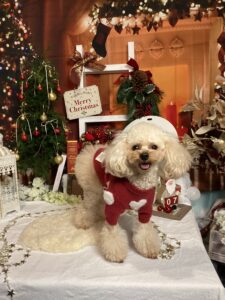 仙台ペット宿R with dogご宿泊頂きましたわんちゃんのご紹介