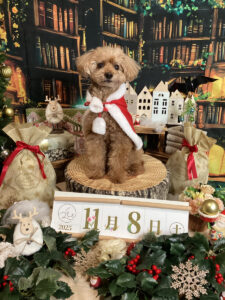 仙台ペット宿R with dogご宿泊わんちゃんのご紹介