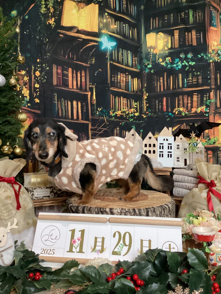 仙台ペット宿R with dogご宿泊頂きましたわんちゃんのご紹介