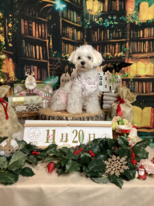 仙台ペット宿R with dogご宿泊頂きましたわんちゃんのご紹介