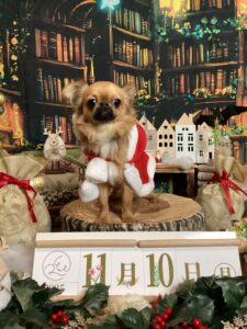 仙台ペット宿R with dogご宿泊わんちゃんのご紹介