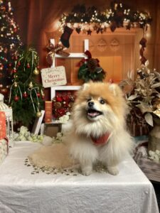 仙台ペット宿R with dogご宿泊わんちゃんのご紹介