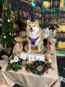 仙台ペット宿R with dogご宿泊わんちゃんのご紹介