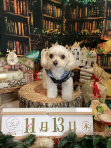 仙台ペット宿R with dogご宿泊わんちゃんのご紹介